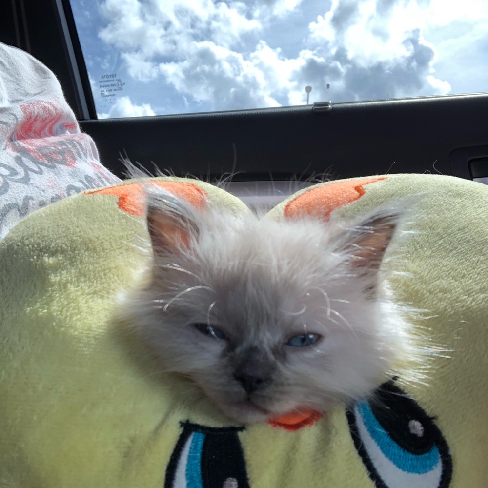 Meet your Posher, Helen